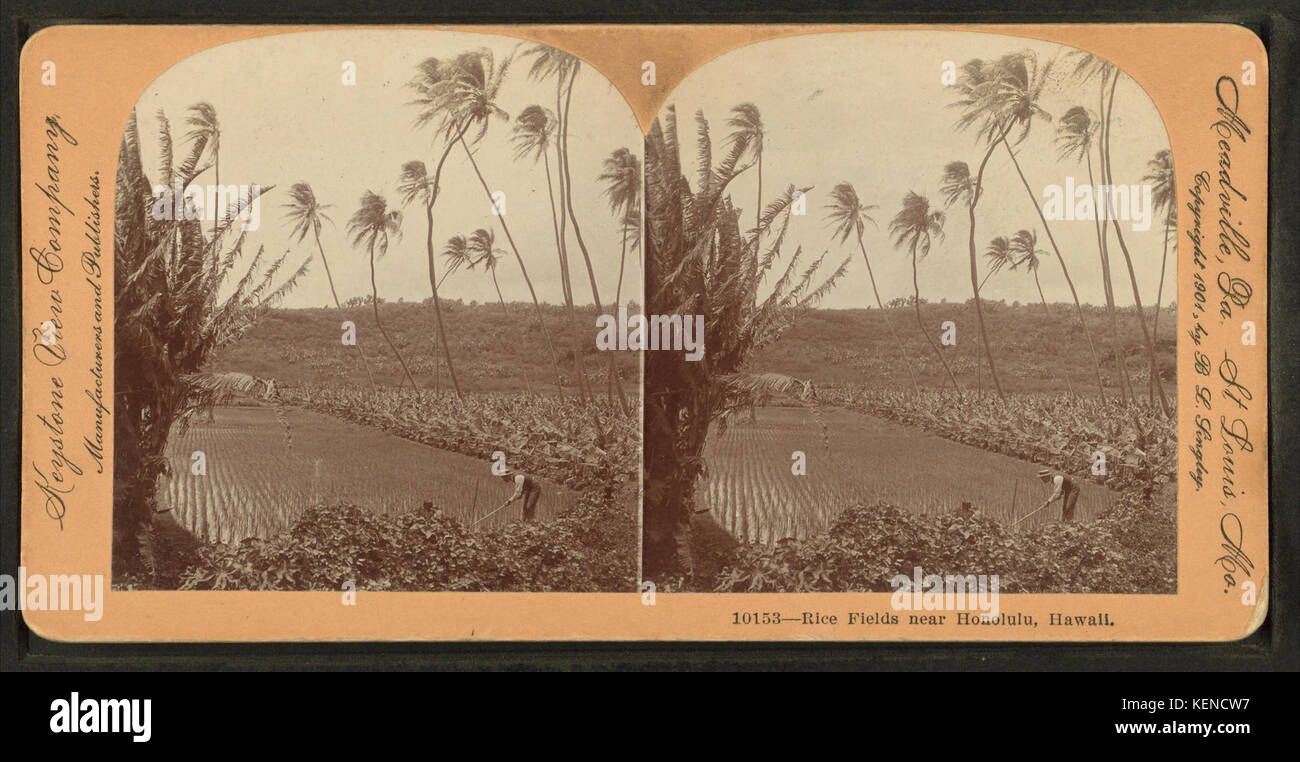 Rice fields near Honolulu, Hawaii, from Robert N. Dennis collection of ...