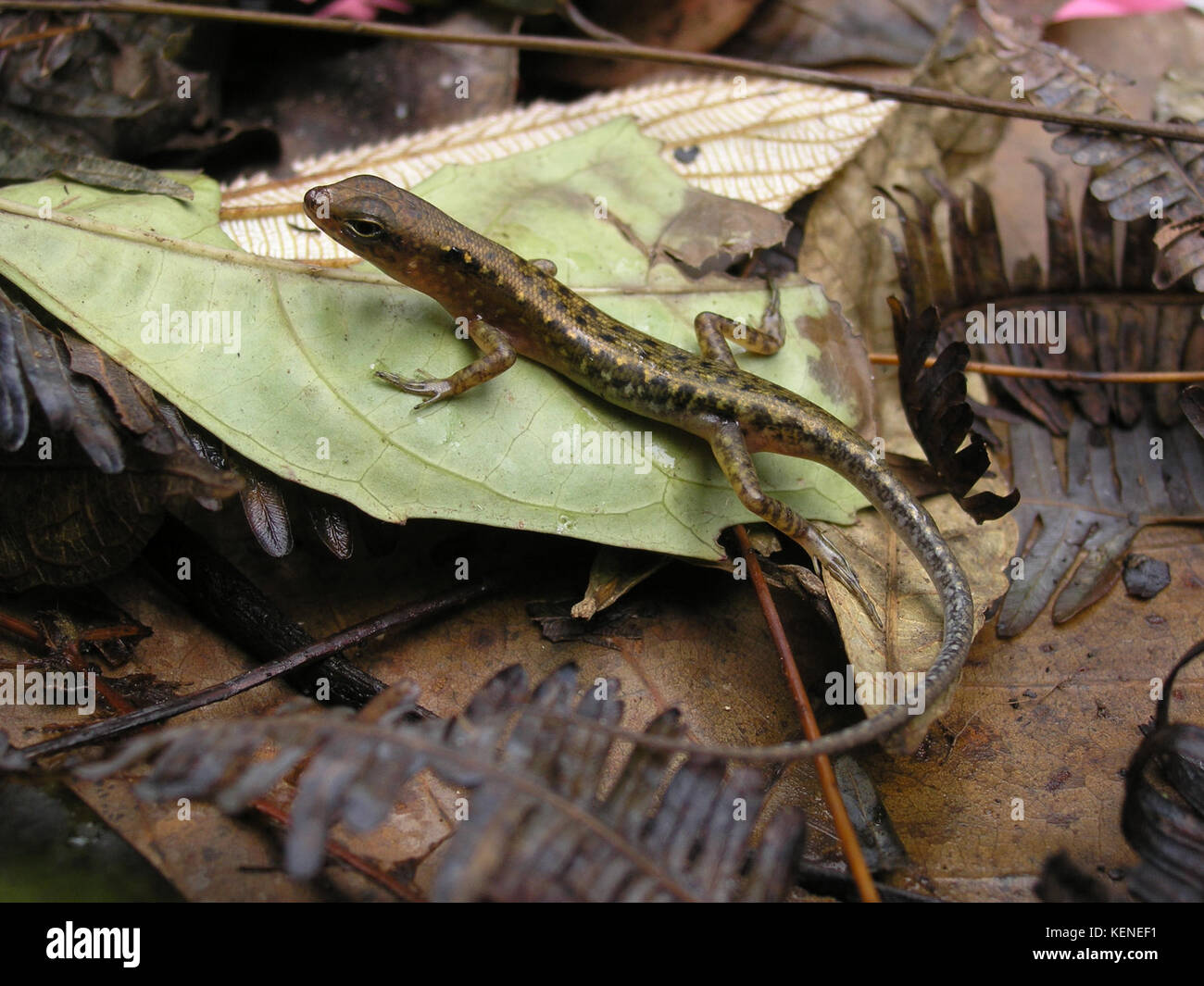 Black spotted sphenomorphus Stock Photo