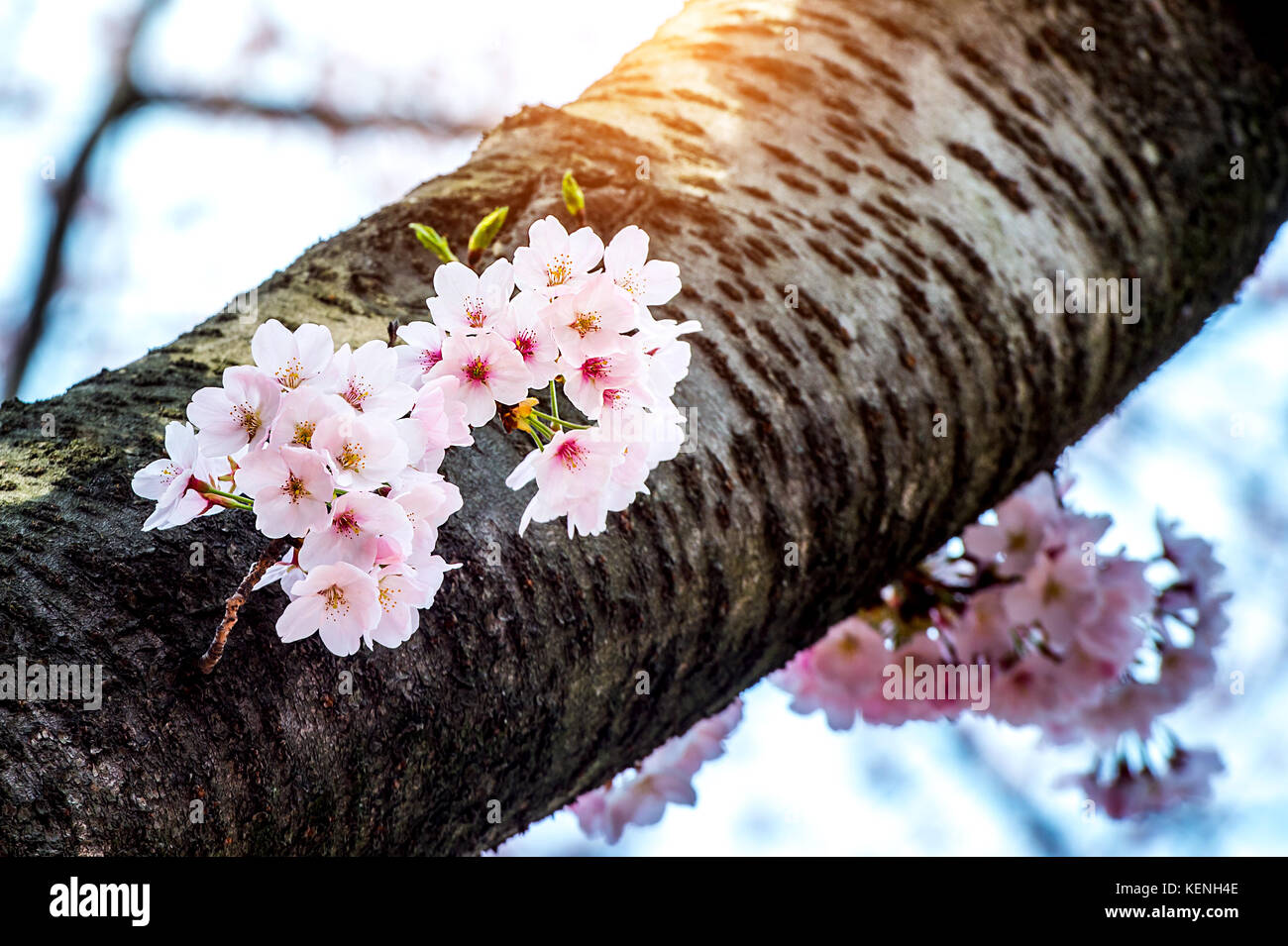Cherry blossom or sakura in spring Stock Photo - Alamy
