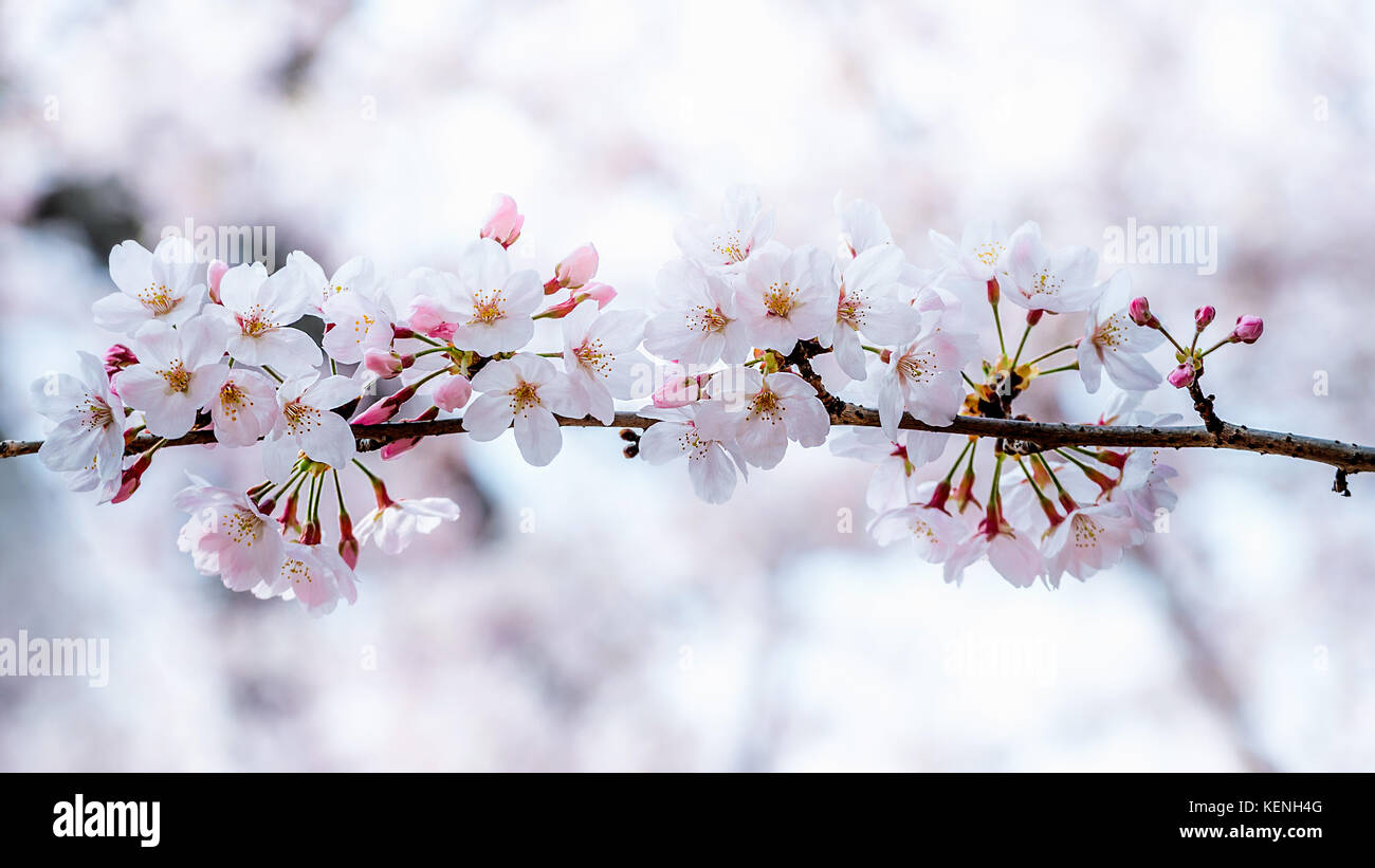 Cherry blossom or sakura in spring Stock Photo - Alamy