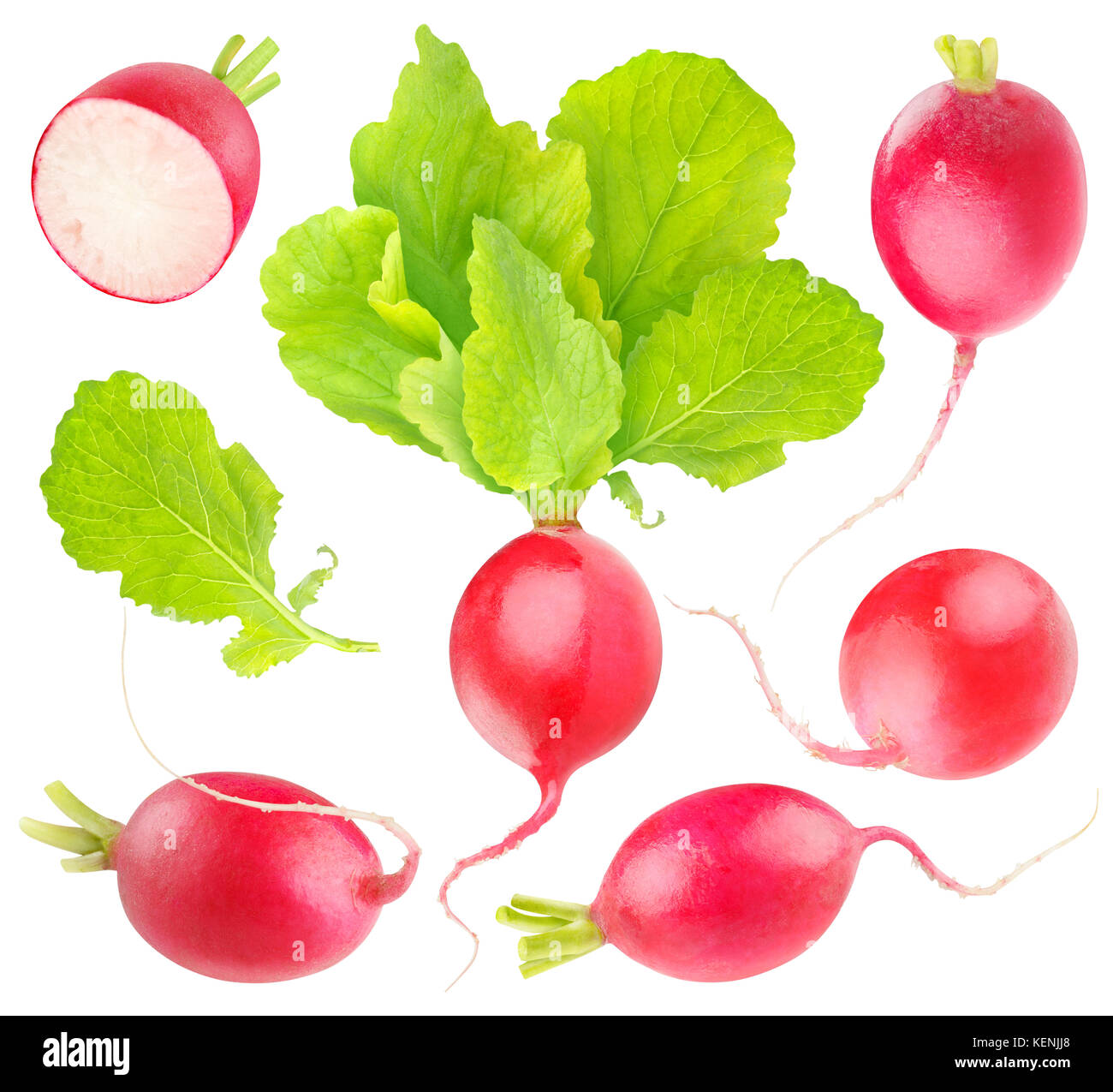 Isolated radishes. Collection of red radish vegetables of different