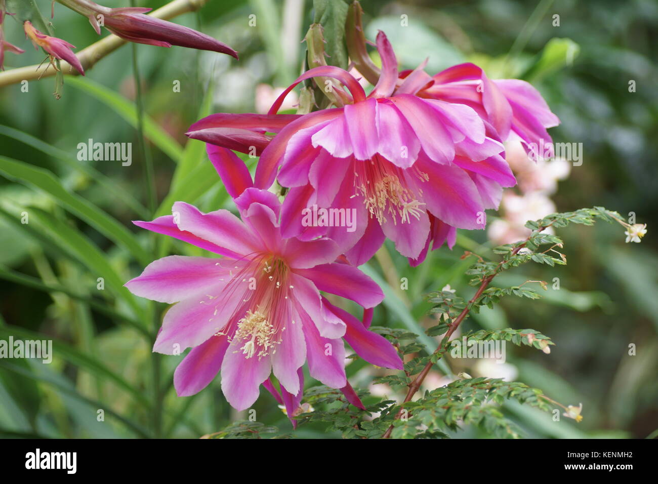 Epiphyllum Hybrid Stock Photo