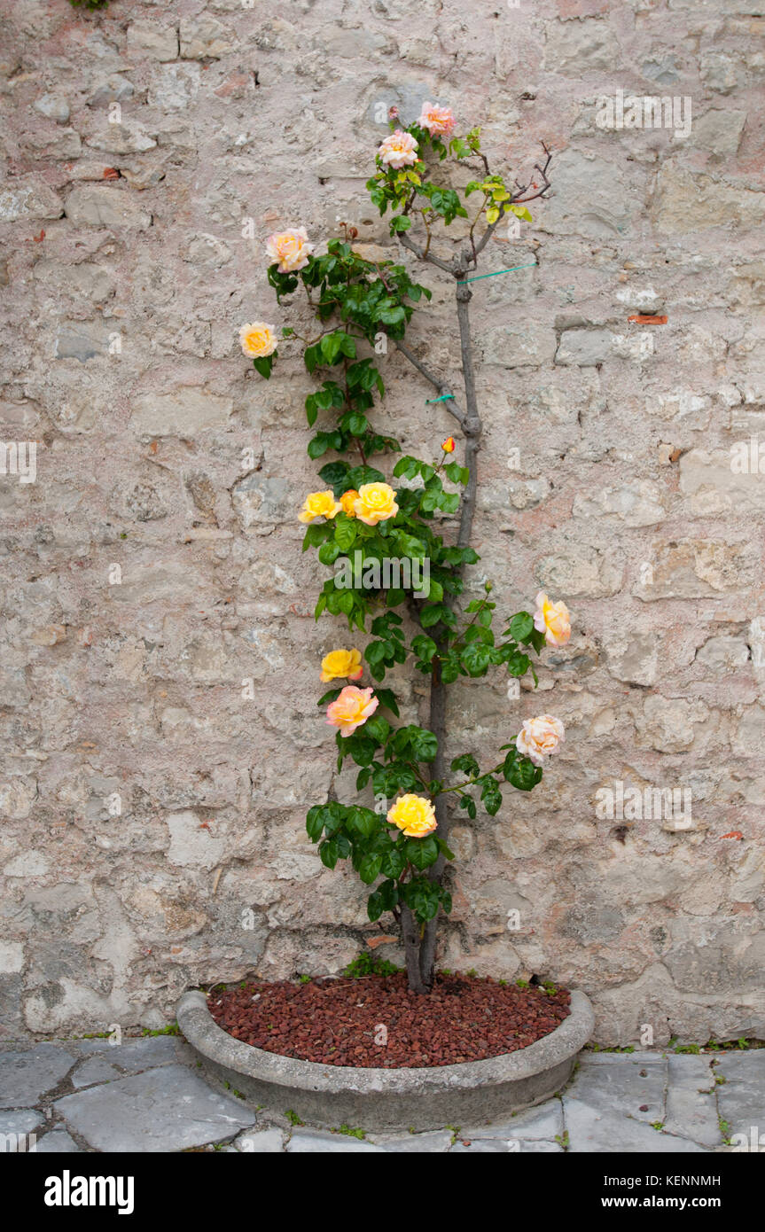 A plant of roses (Italy Stock Photo Alamy