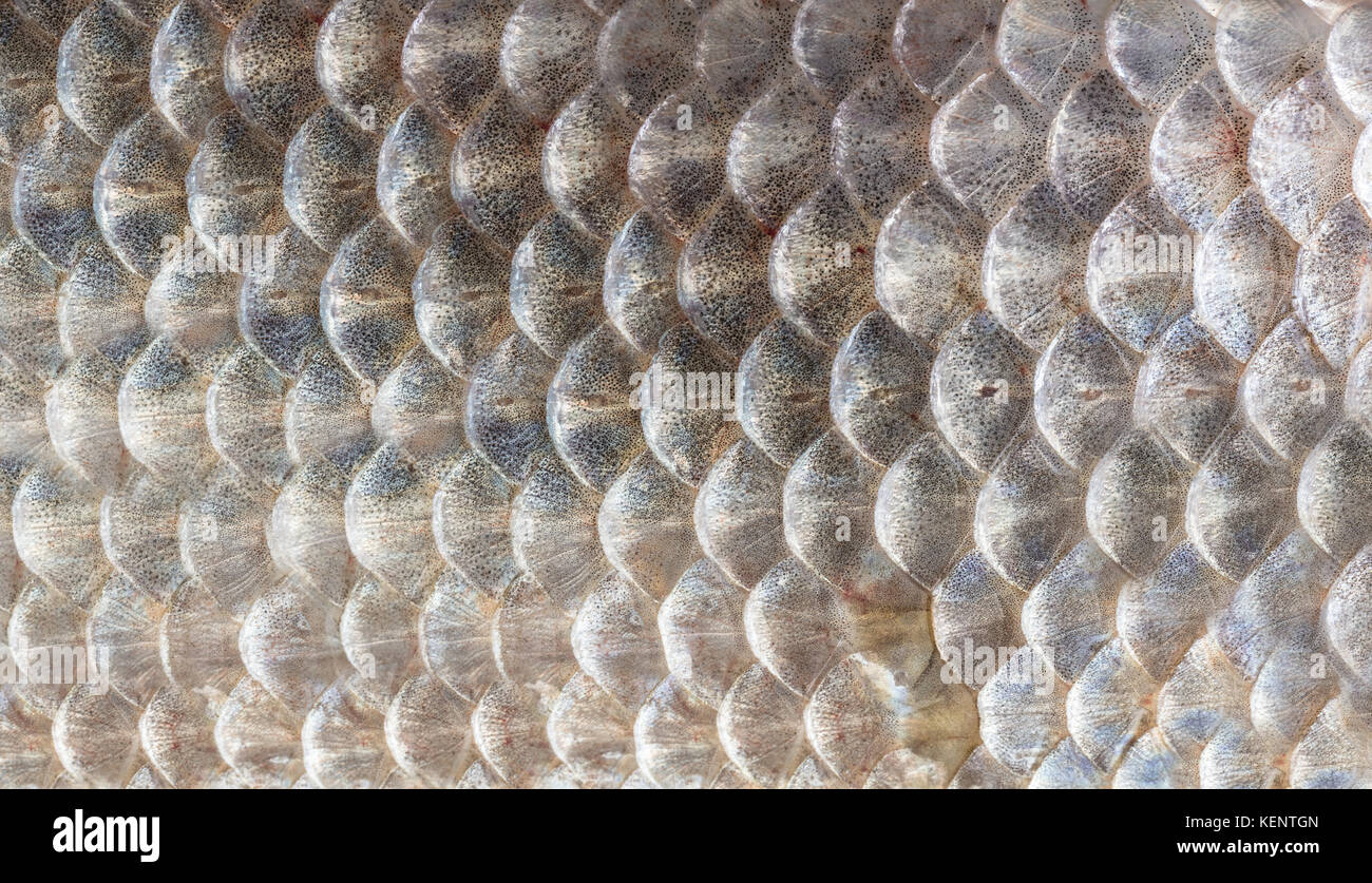 Fish scales texture hires stock photography and images Alamy