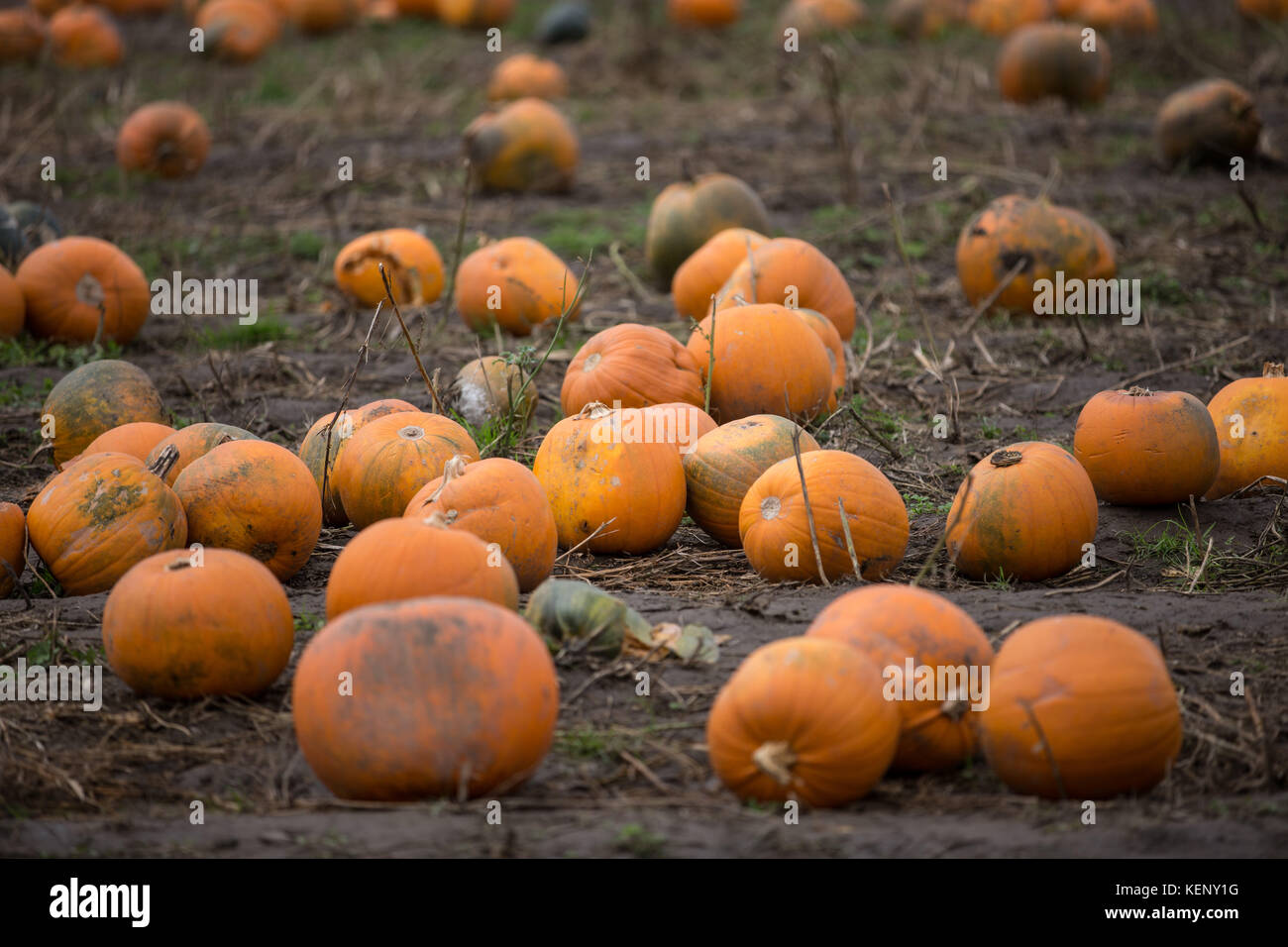 Farmer copleys hires stock photography and images Alamy