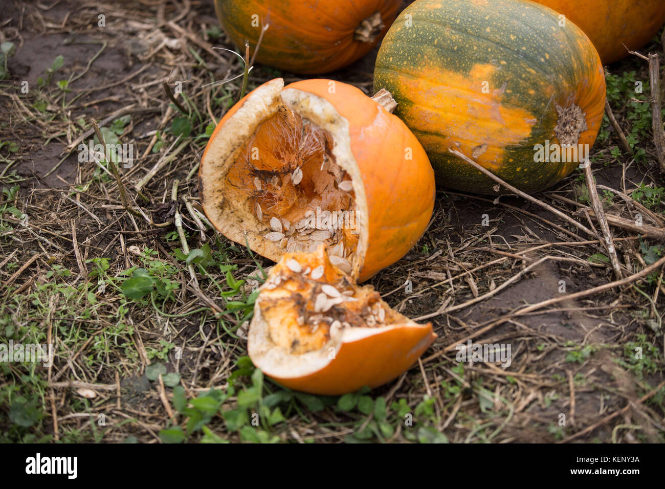 Pontefract, UK. 22nd Oct, 2017. A broken pumpkin seen in the farm