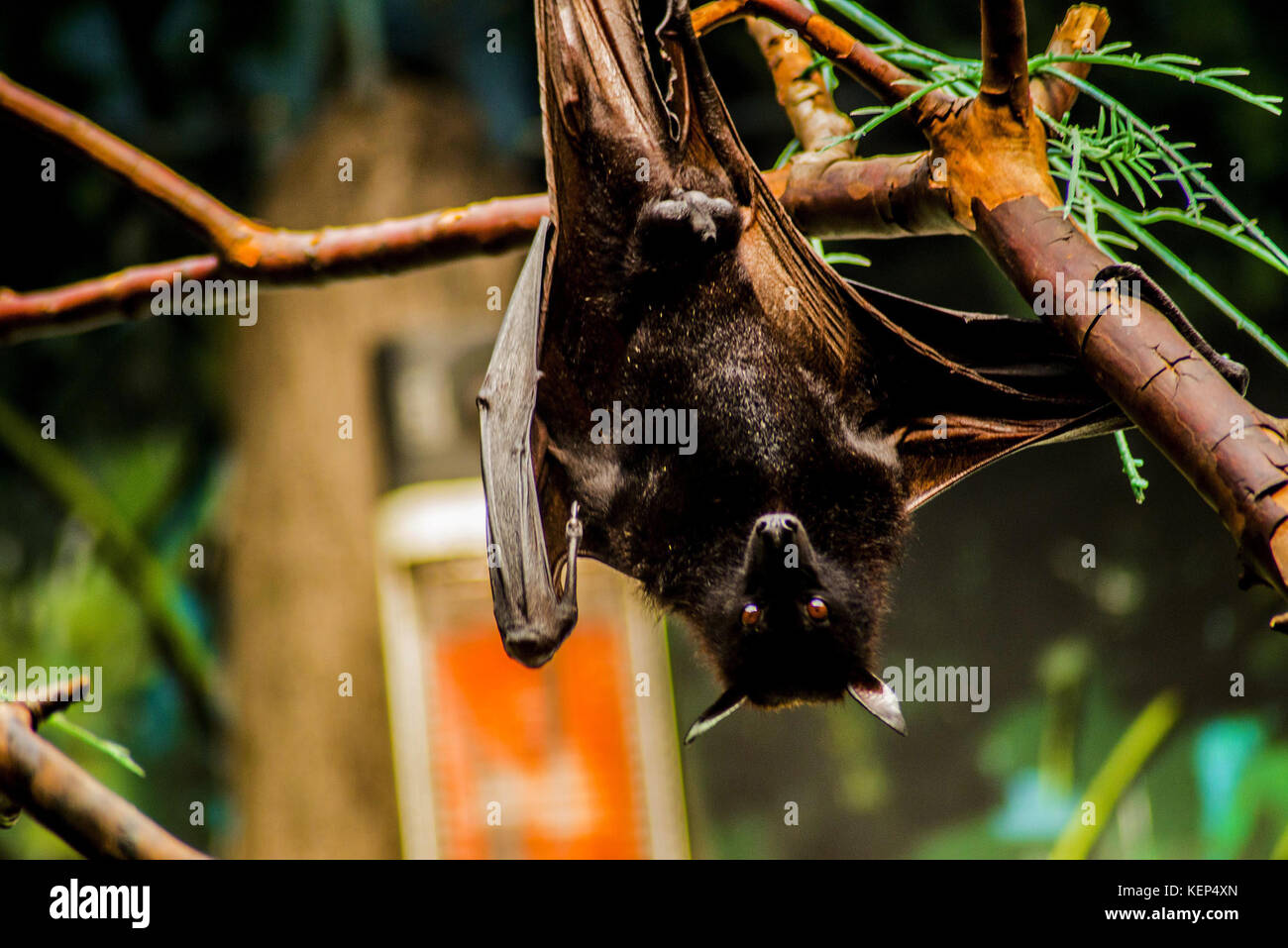 Sao Paulo Brazil 23rd October 2017 Diverse Animals Are
