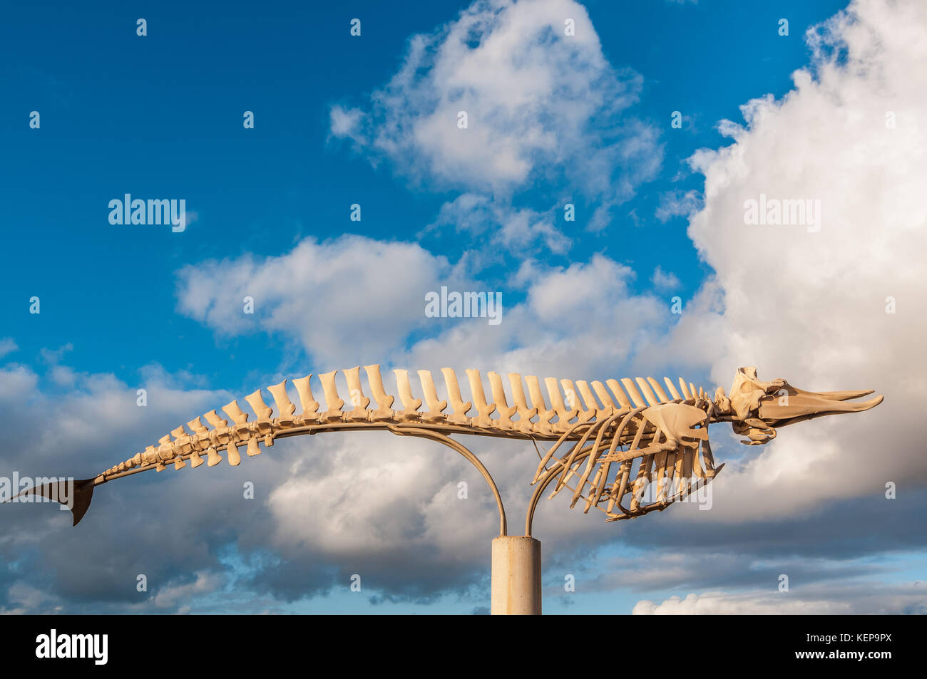 Whale natural skeleton, Cuvier's beaked whale (Ziphius cavirostris), Stranded among others coinciding with naval maneuvers,  Fuerteventura, Canary Isl Stock Photo