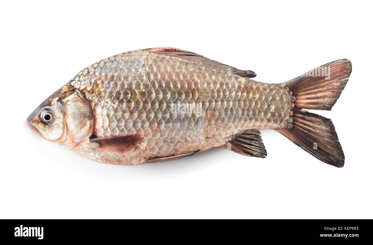 raw fish crucian on white isolated background Stock Photo - Alamy