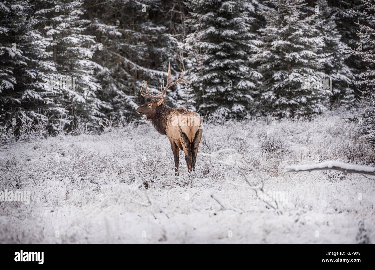 Single Elk During Winter Season Stock Photo