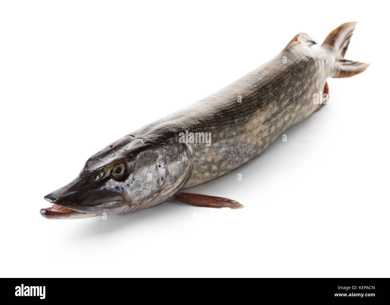 Pike fish Cut Out Stock Images & Pictures - Alamy