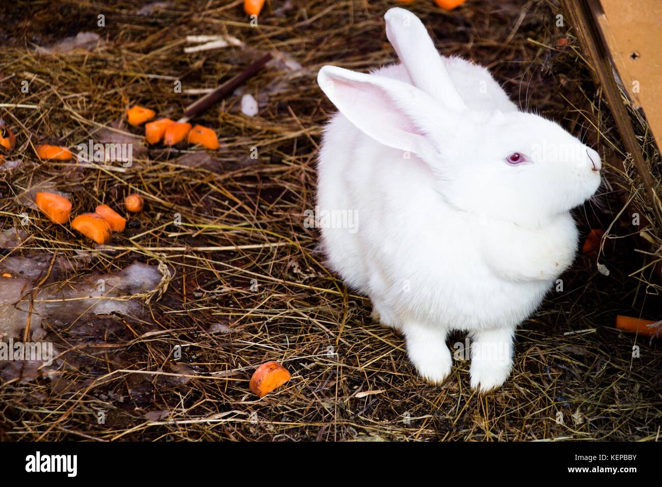 Rabbit Breeding High Resolution Stock Photography and Images - Alamy