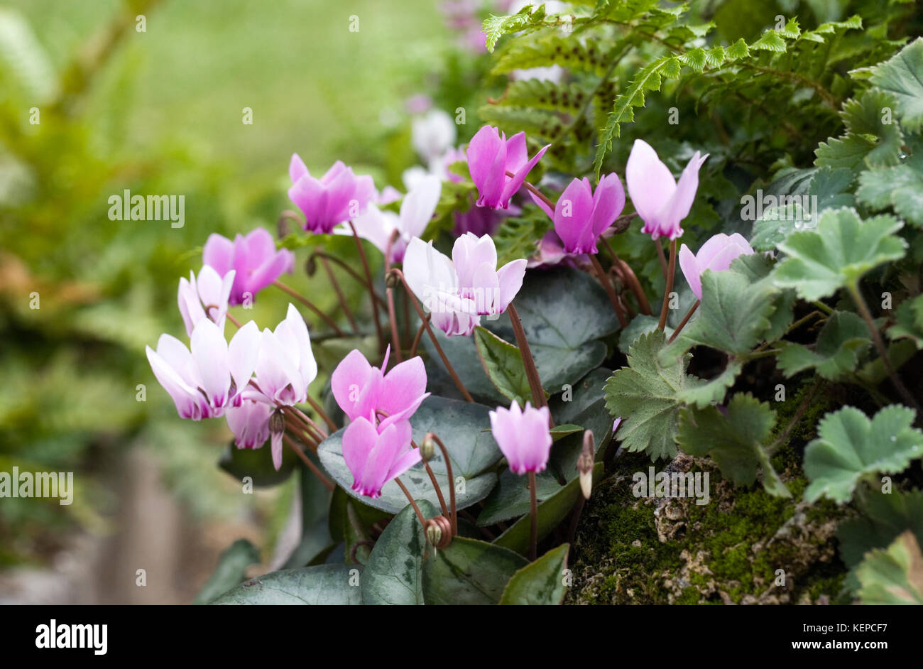 Cyclamen coum in the garden. Stock Photo