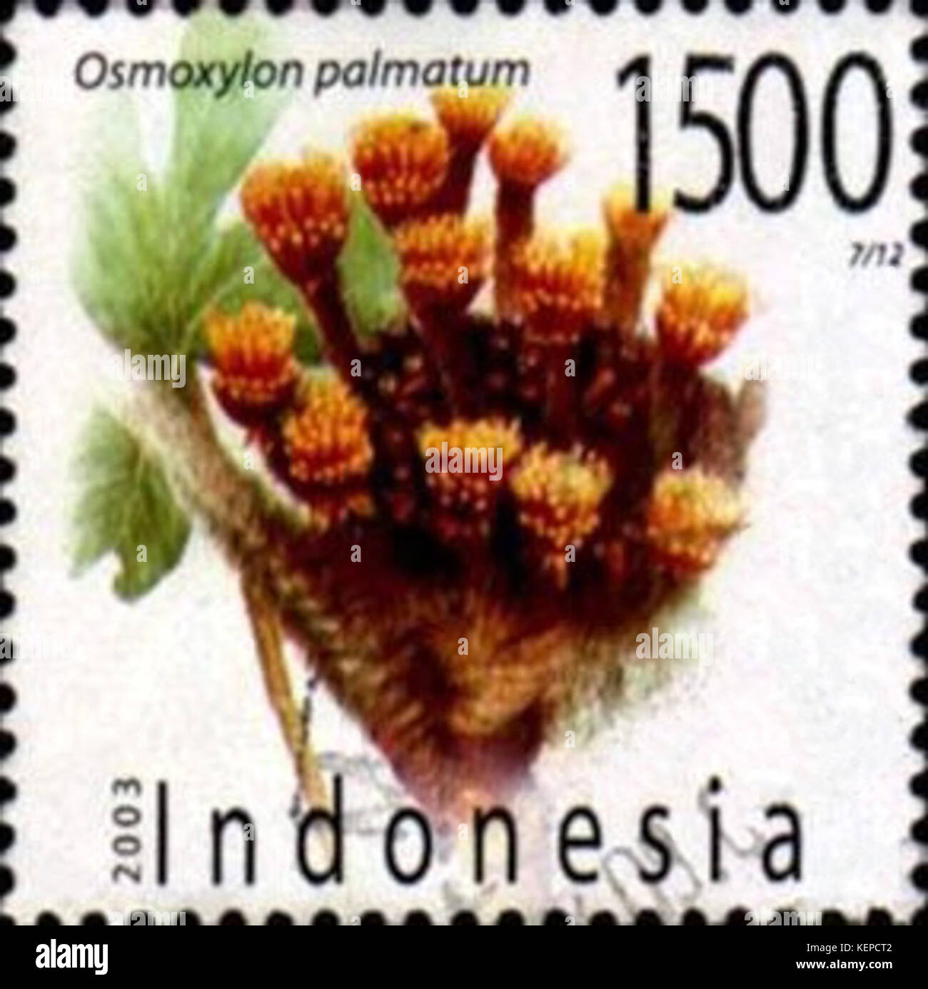 Osmoxylon palmatum 2003 Indonesia stamp Stock Photo