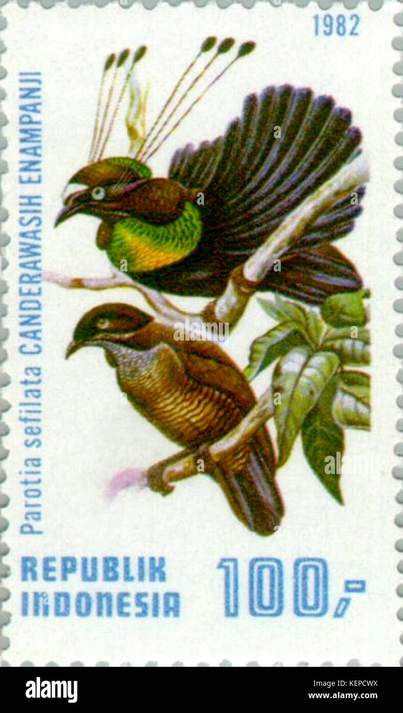 Parotia sefilata 1982 Indonesia stamp Stock Photo