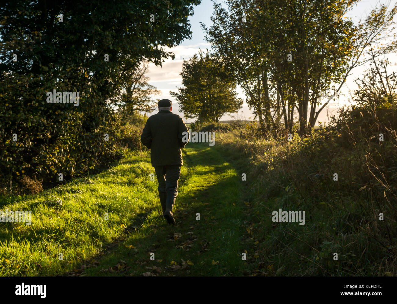 Older senior man wearing wellingtons, jacket and flat cap walking on a grass path in countryside with low sunlight on Autumn day, Scotland, UK Stock Photo