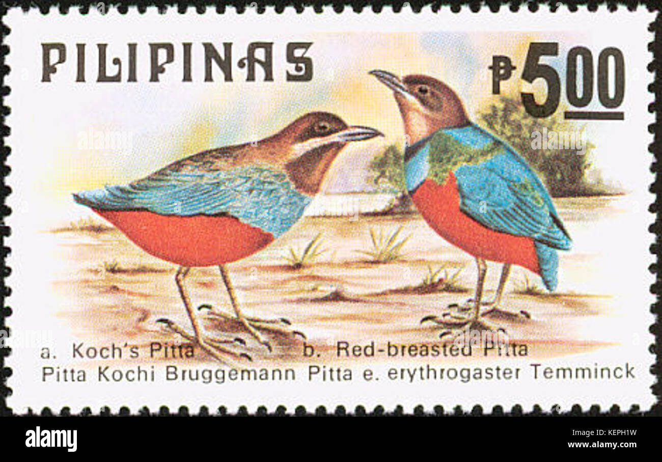 Pitta kochi and Pitta erythrogaster 1979 stamp of the Philippines Stock Photo