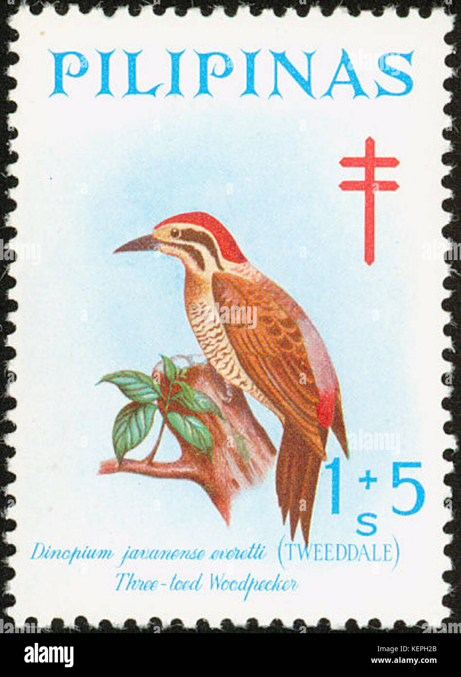 Dinopium everetti 1969 stamp of the Philippines Stock Photo