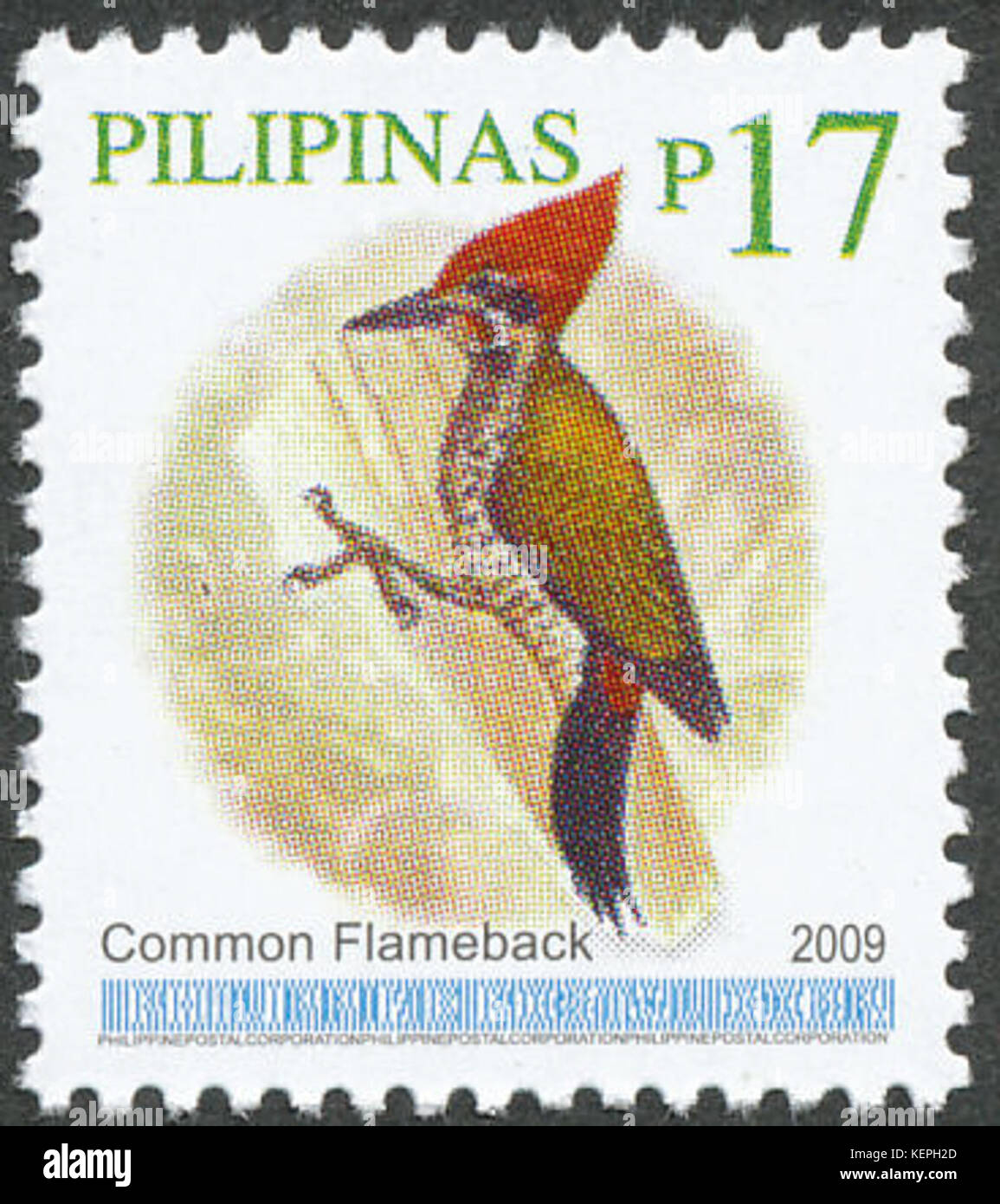 Dinopium javanense 2009 stamp of the Philippines Stock Photo