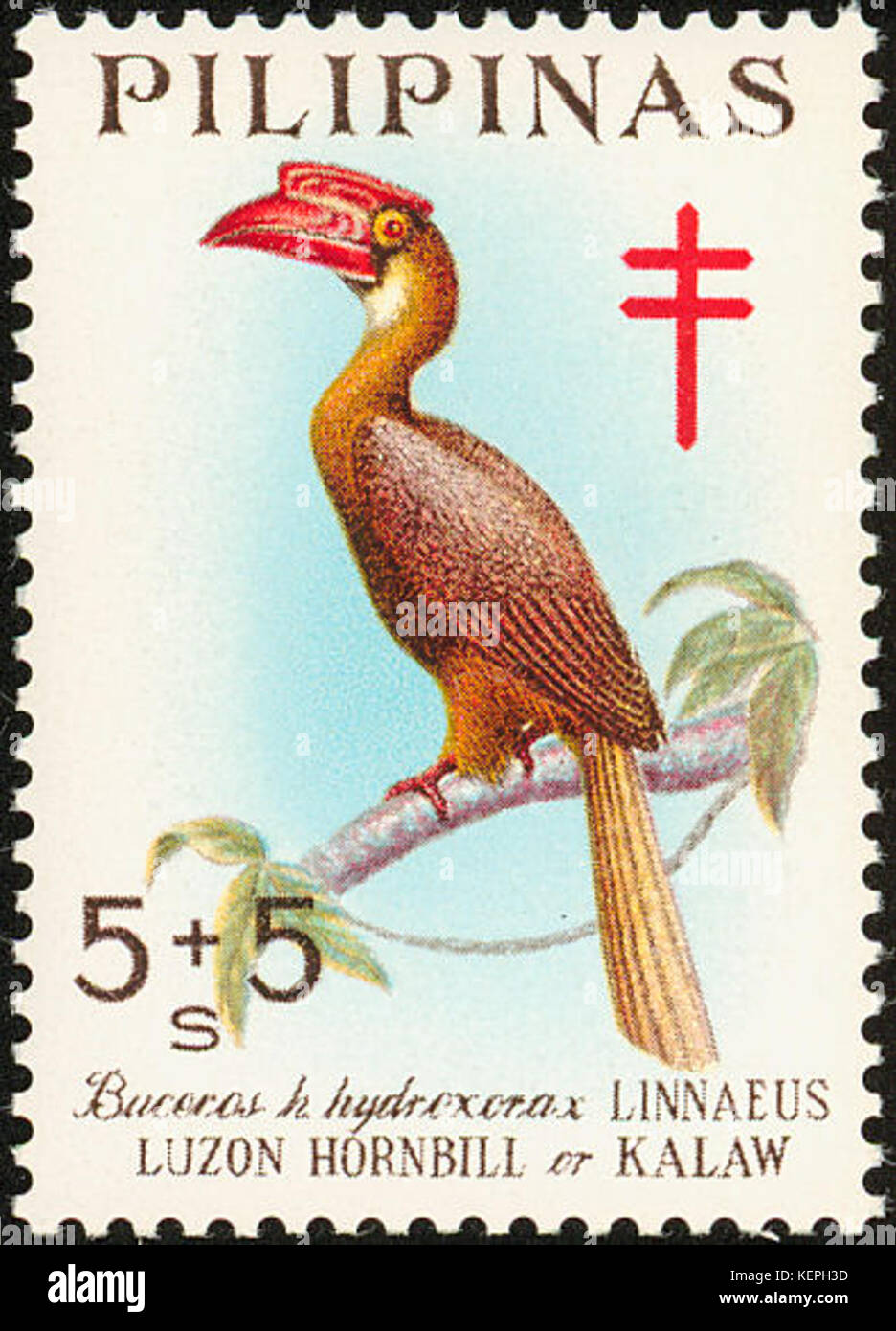 Buceros hydrocorax 1967 stamp of the Philippines Stock Photo