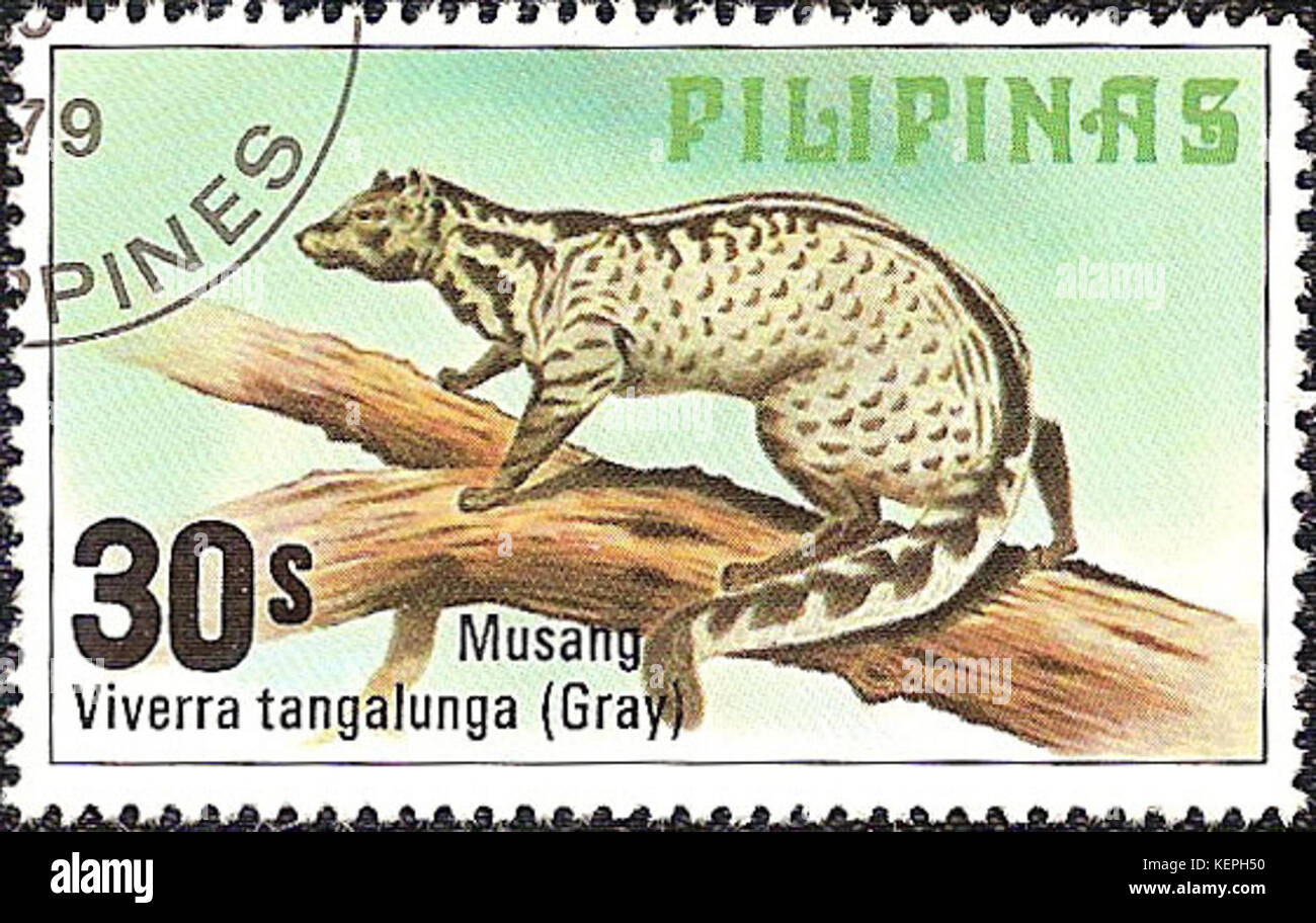 Viverra tangalunga 1979 stamp of the Philippines Stock Photo