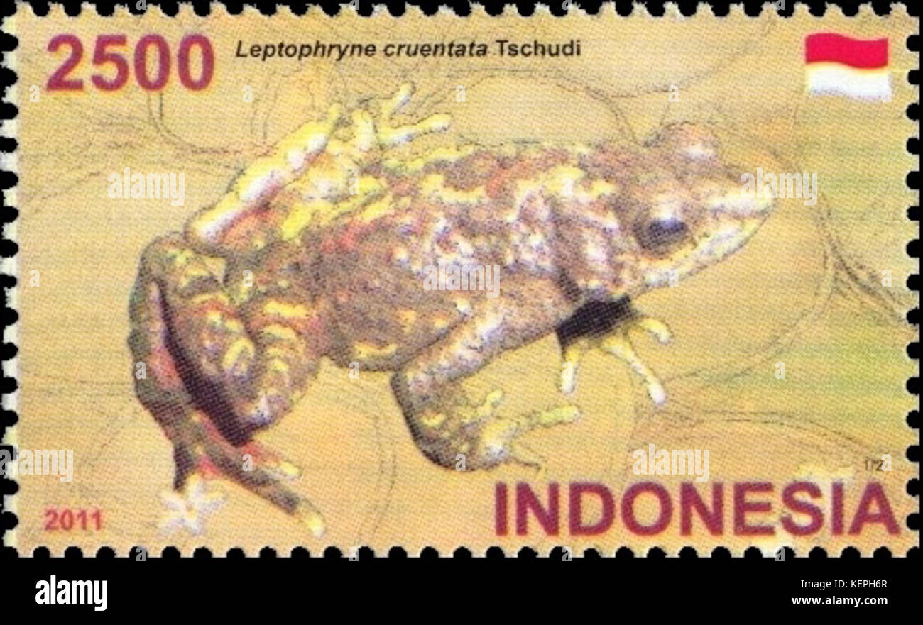 Leptophryne cruentata 2011 stamp of Indonesia 2 Stock Photo