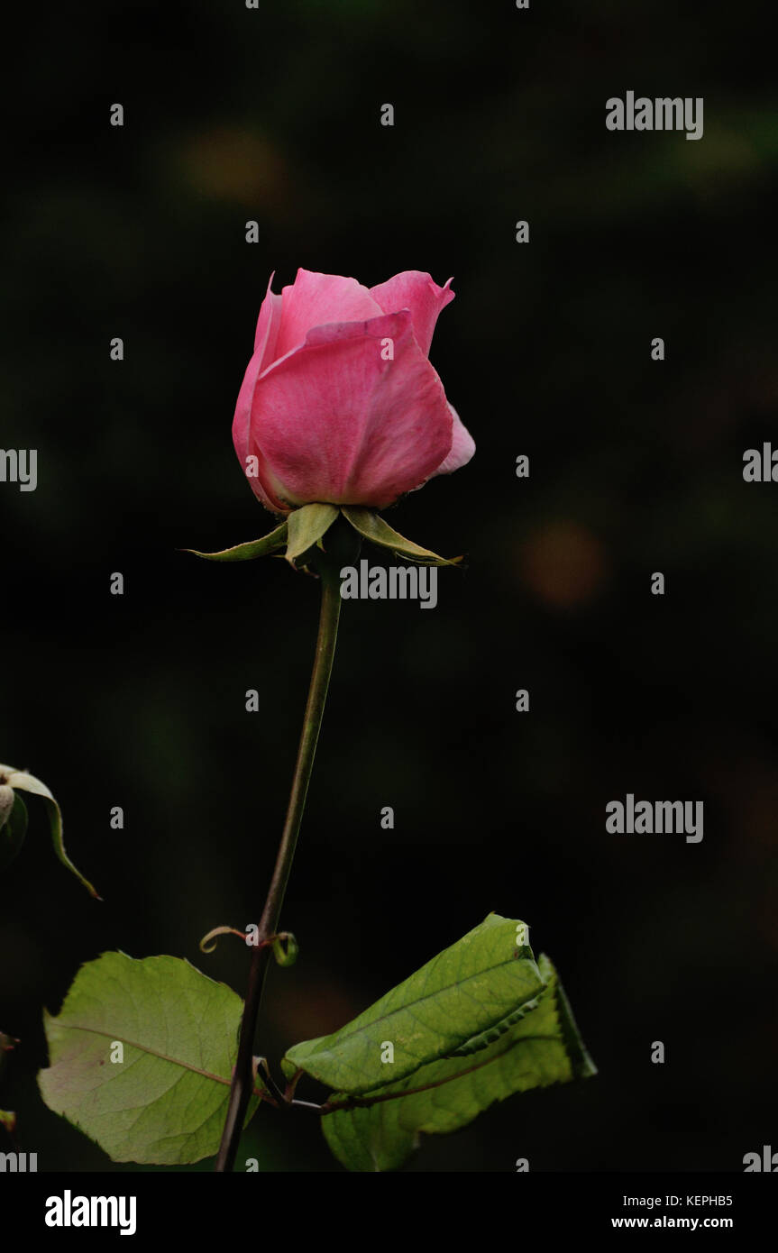 Single Pink Rose Bud Stock Photo Alamy