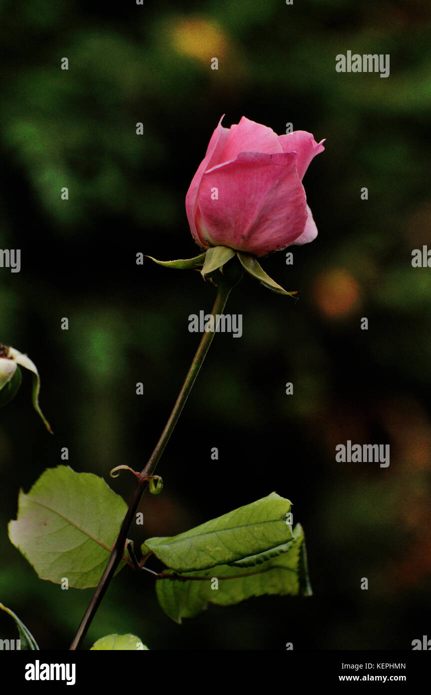 Pink rose bud hi-res stock photography and images - Alamy