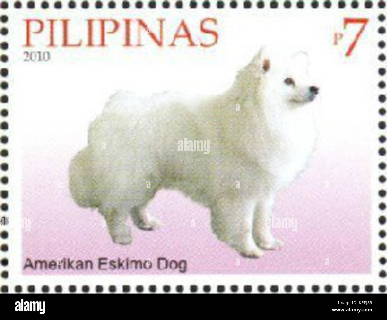 American Eskimo Dog Canis lupus familiaris Stock Photo