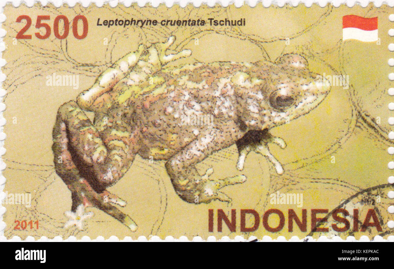 Leptophryne cruentata 2011 stamp of Indonesia Stock Photo