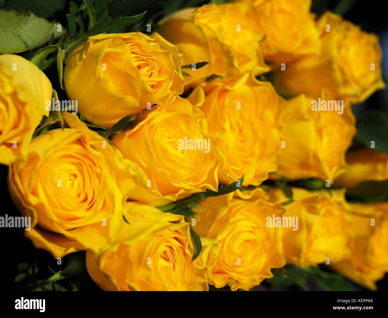 Yellow Roses Stock Photo