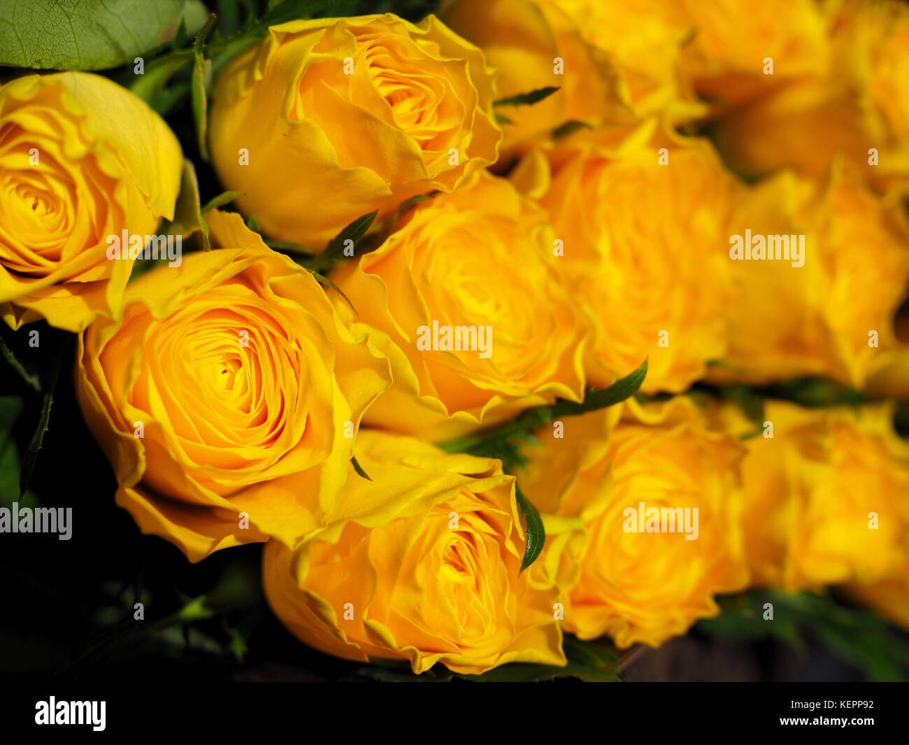 Yellow Roses Stock Photo