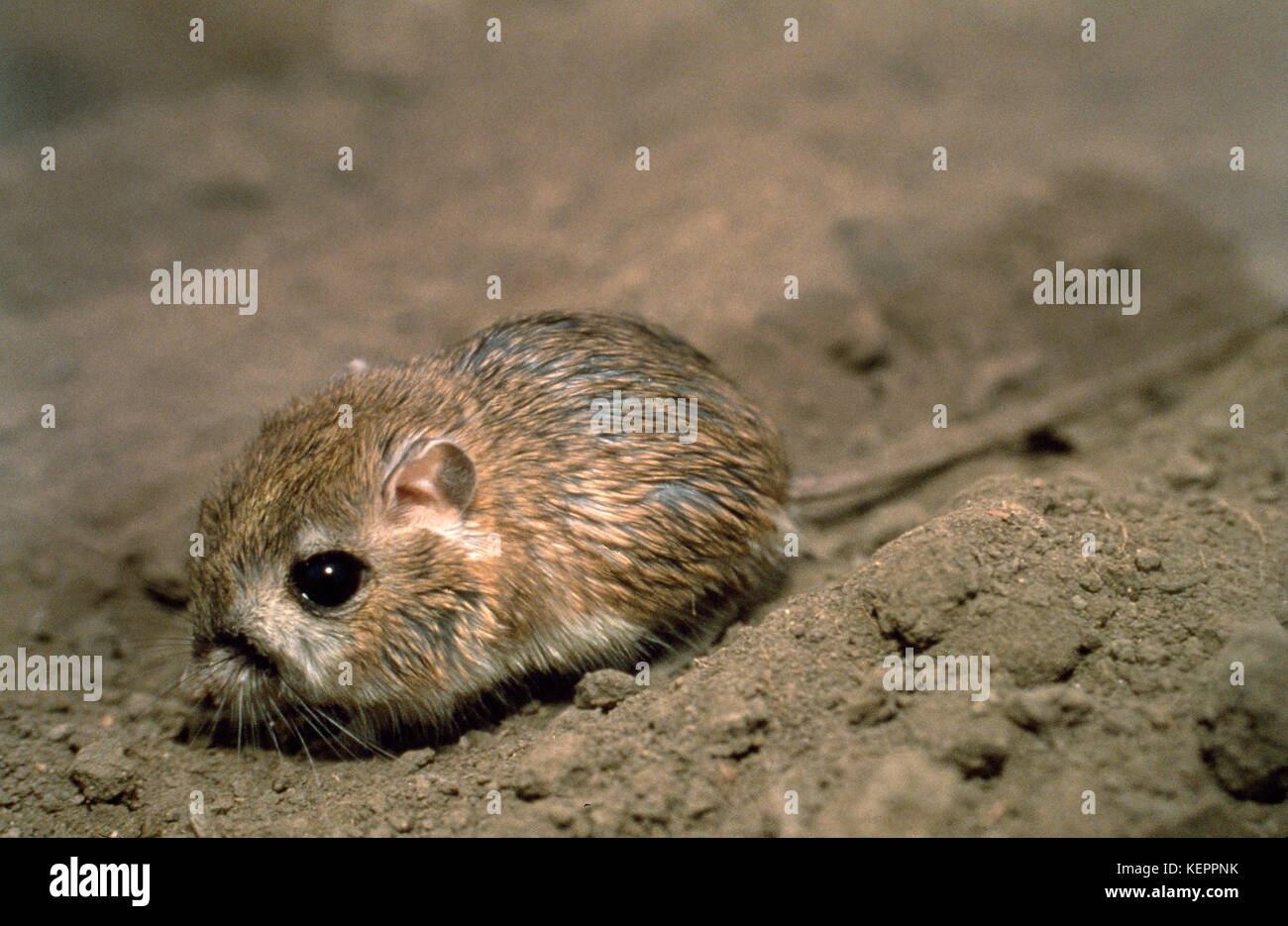 Tipton kangaroo rat 8046 5 1991 Stock Photo Alamy