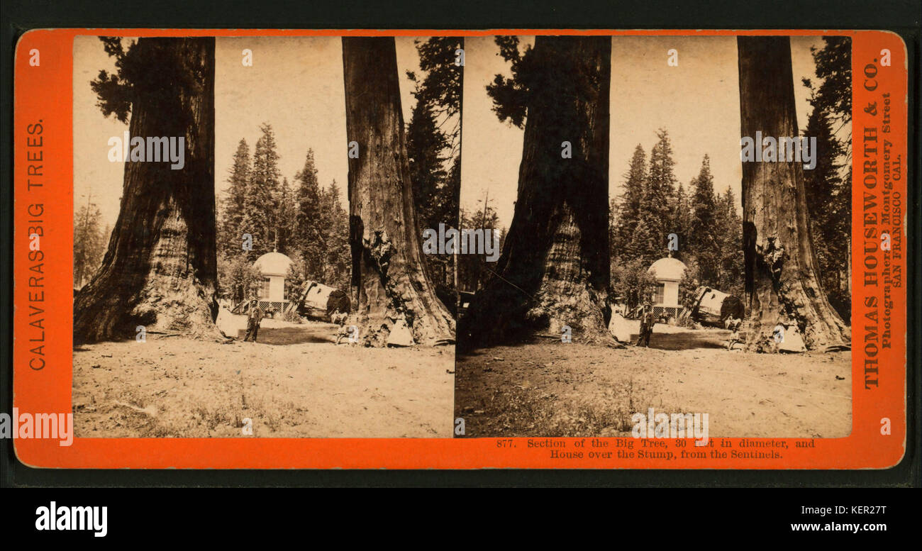 Section of the Big Tree, 30 feet in diameter, and House over the Stump ...