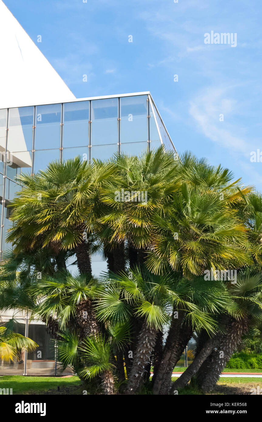 Palm trees near Palais des Festivals Stock Photo
