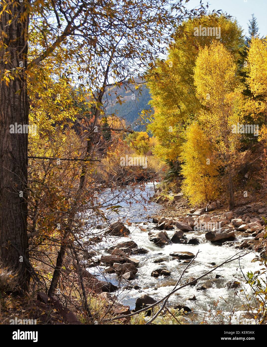 Colorado In The Fall With Golden Aspen Trees Stock Photo Alamy