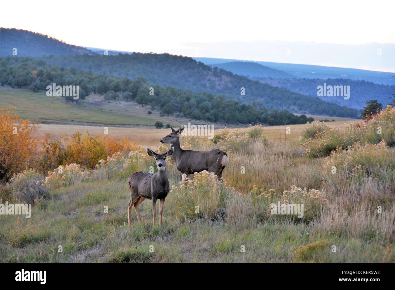 Western Mule Deer Stock Photo