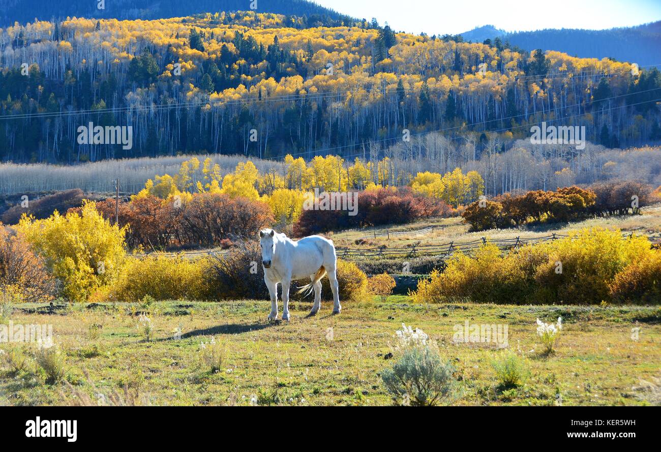 White Horse enjoying warm Autumn weather Stock Photo Alamy