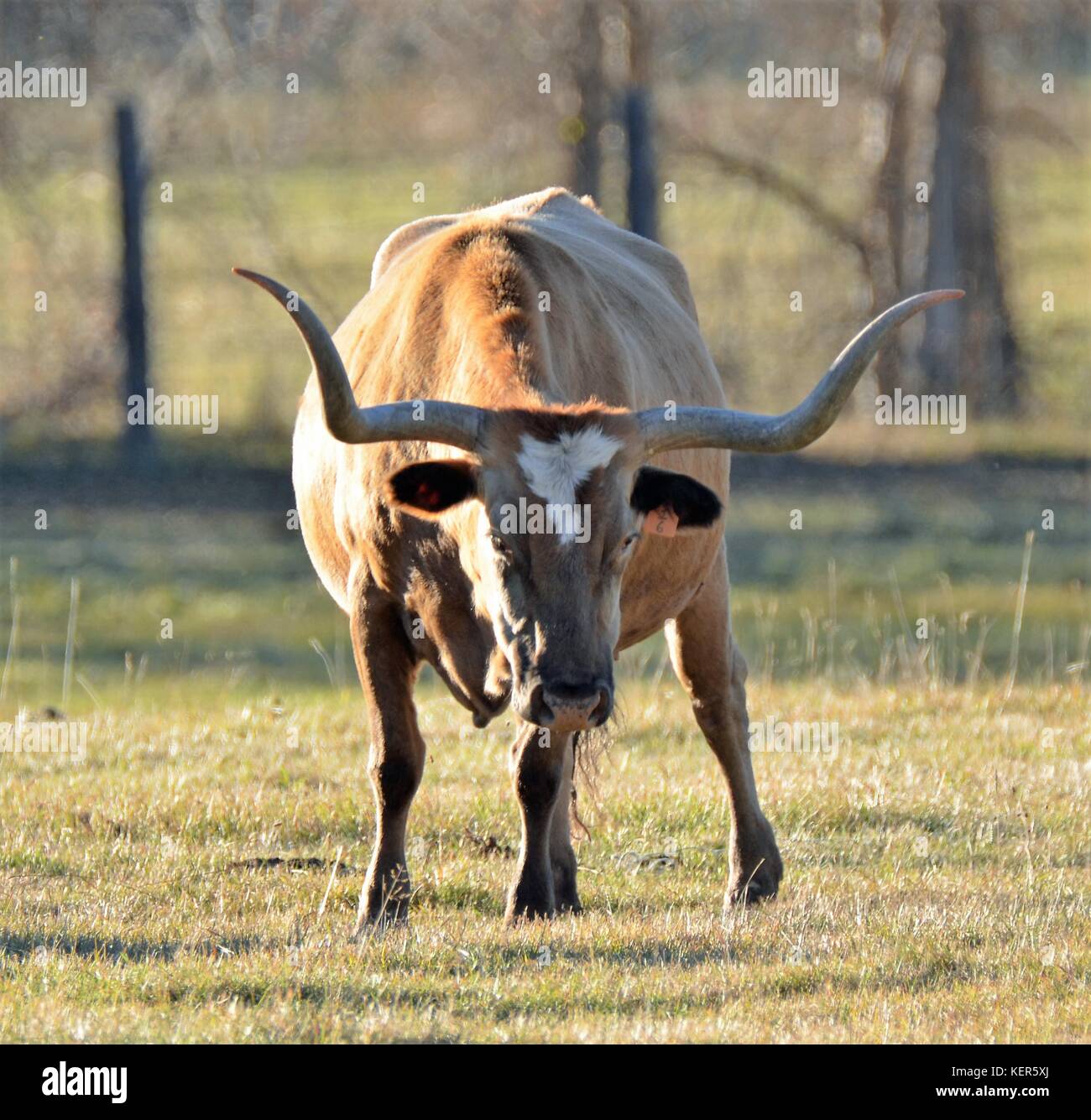 Texas Longhorn Steer Stock Photo Alamy