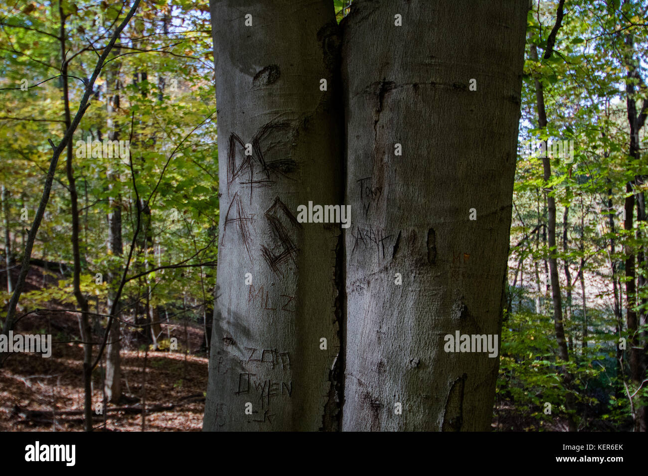 Walnut Street Park Off Path Exploration Stock Photo