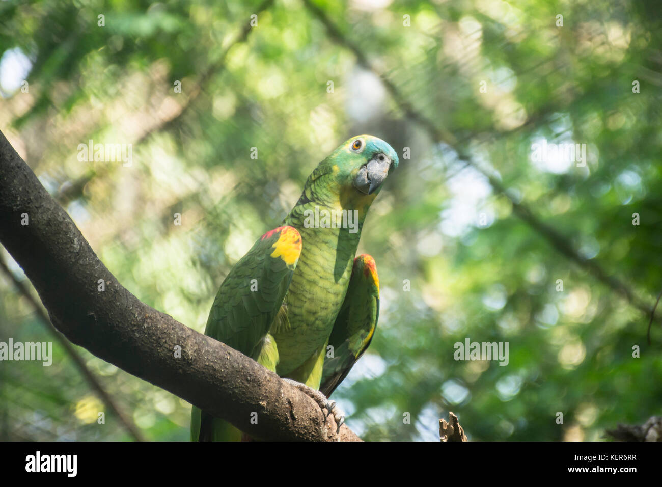 Blue-fronted Amazon parrot (Amazona aestiva), adult bird on a branch. Iguazu, Argentina, South America Stock Photo