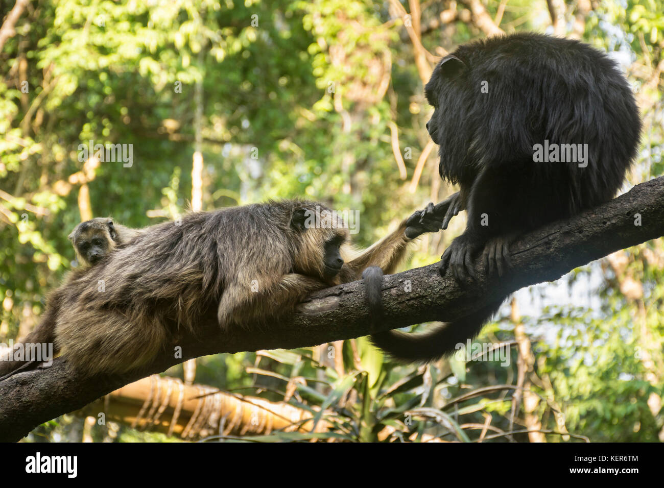Black howler monkey family (Alouatta caraya) on a branch. Guiraoga Reserve, Iguazu, Argentina, South America Stock Photo