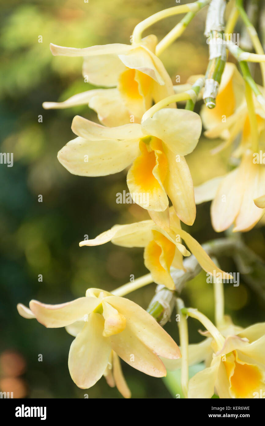 Yellow Dendrobium Orchid in bloom Stock Photo