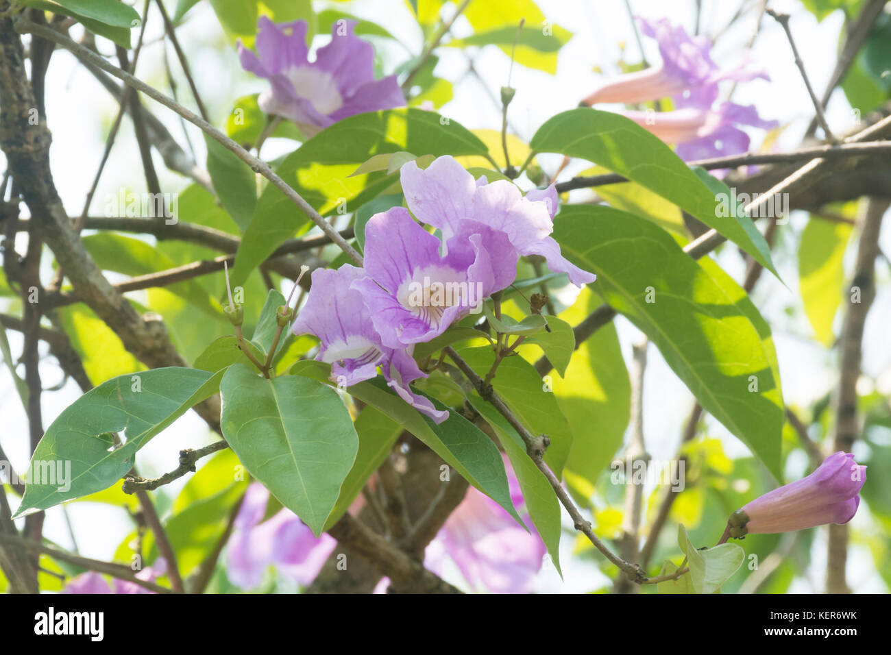 Violet tumpet vine (clytostoma callistegioides), Iguazu, Misiones, Argentina, South America Stock Photo