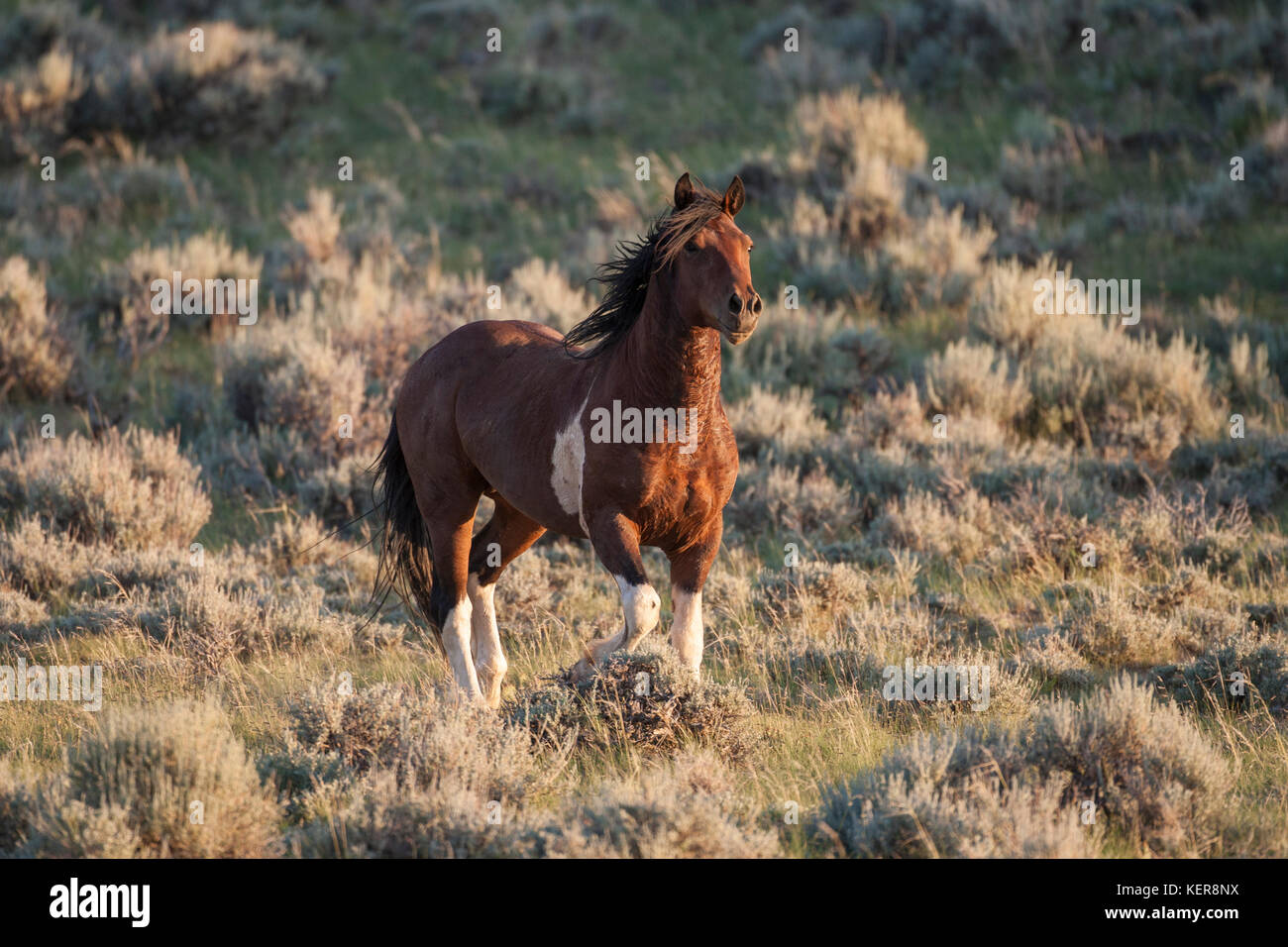 Wild horse or mustang in Wyoming Stock Photo Alamy