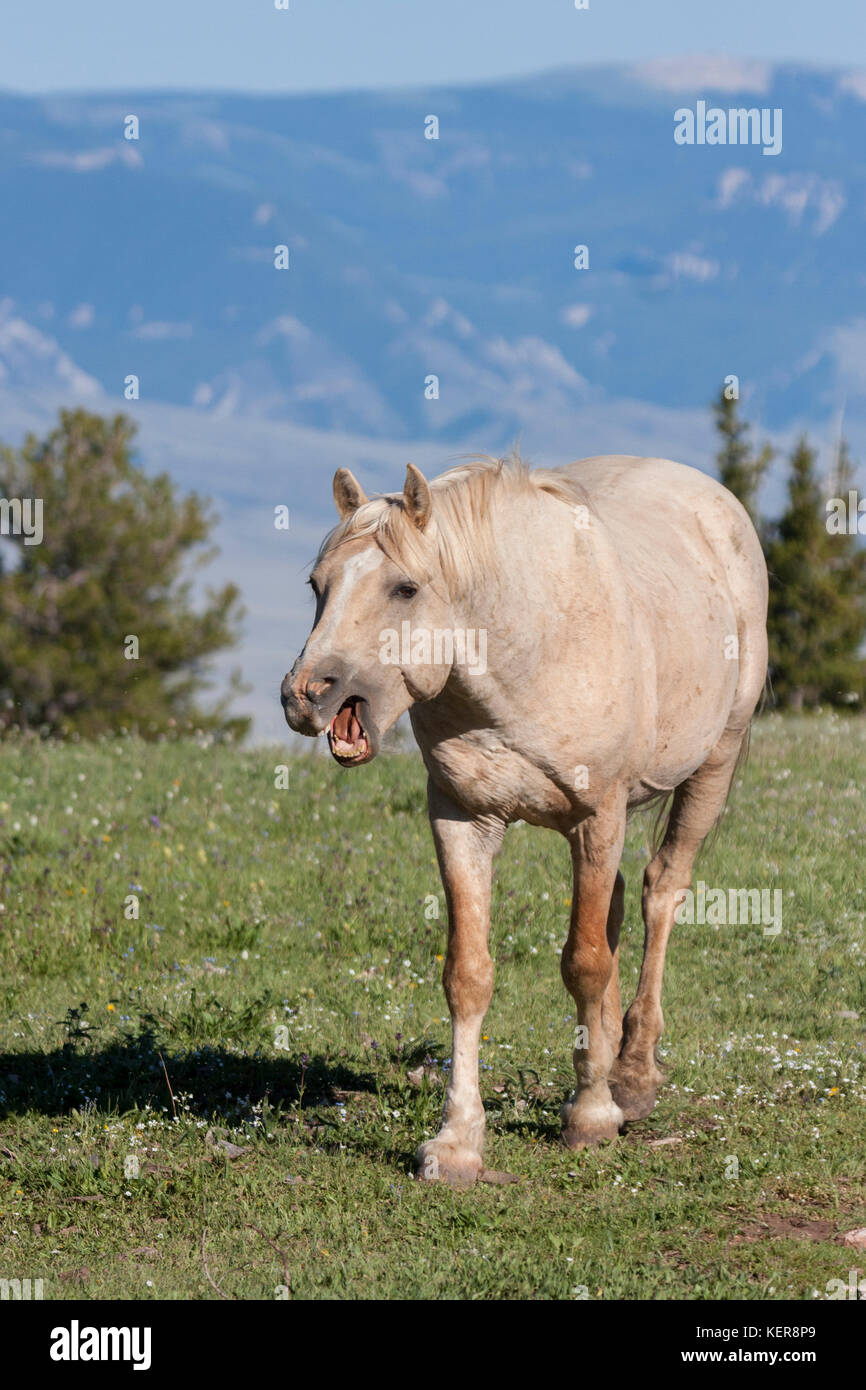 Wild mustang band stallion in Montana Stock Photo
