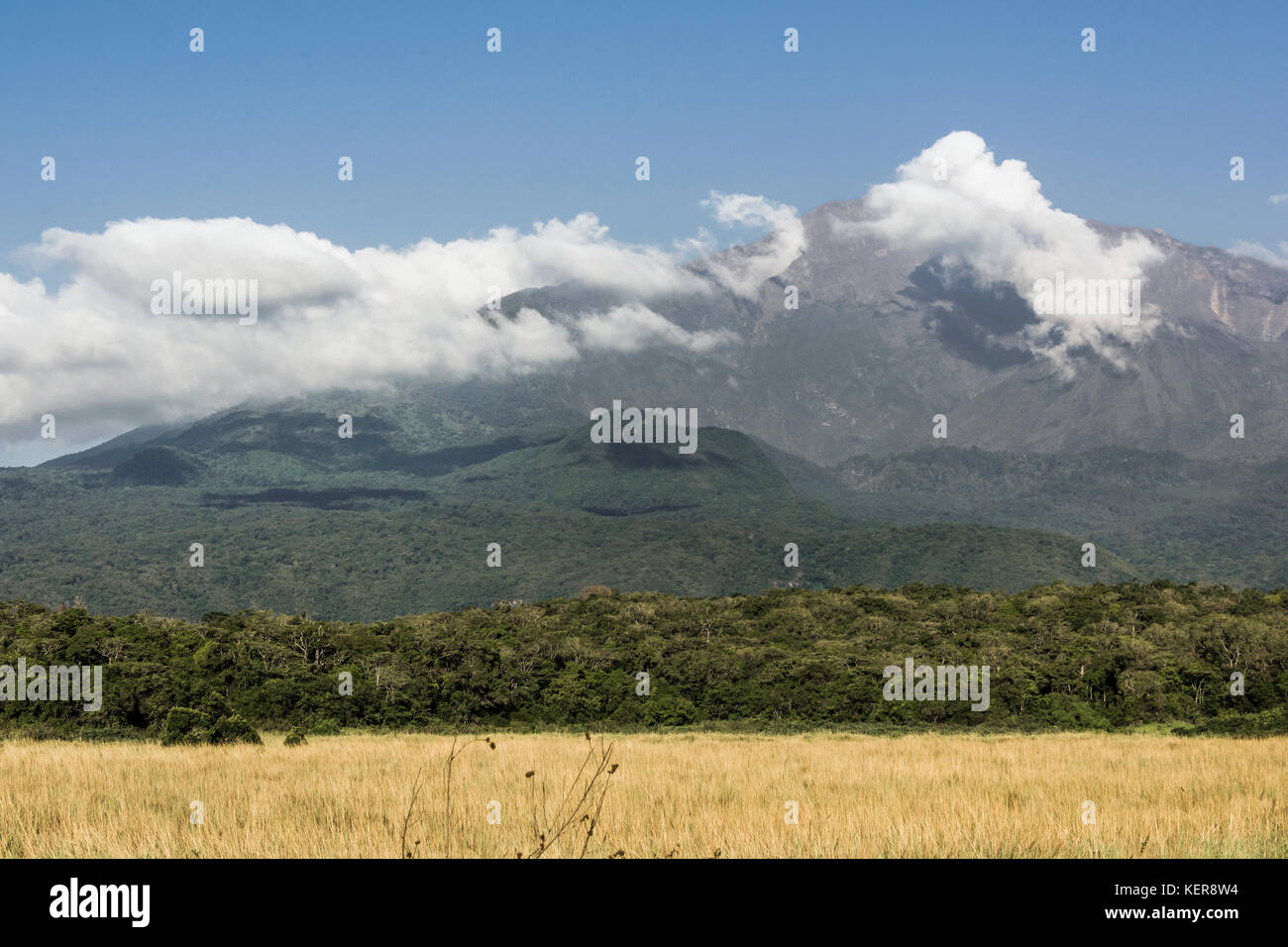 Mount Meru with golden grasses, Arusha NP, Tanzania Stock Photo Alamy
