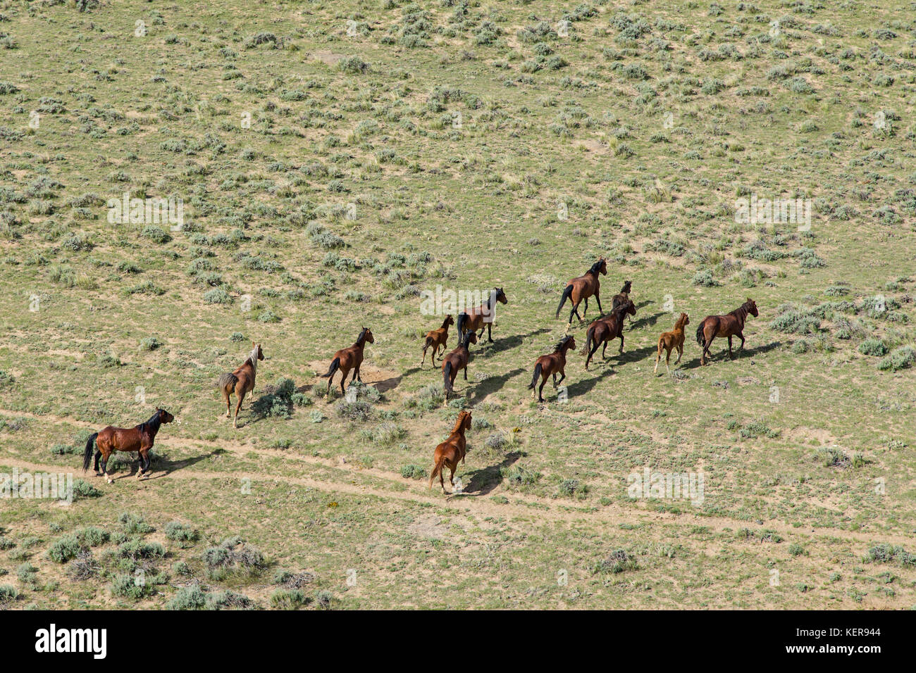 Aerial photos of wild mustangs in Wyoming Stock Photo