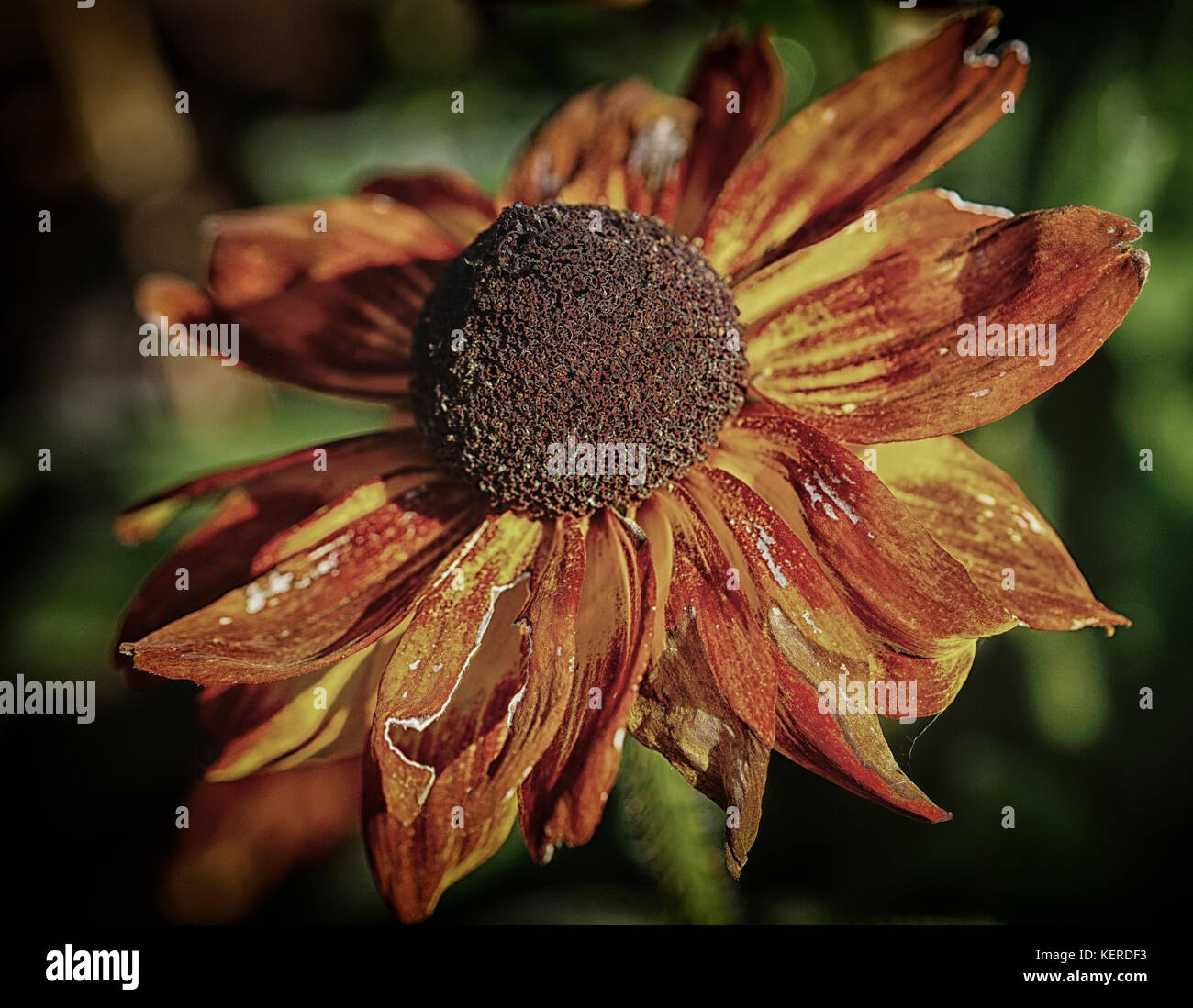 Evanescence shown by spent flowers Stock Photo Alamy