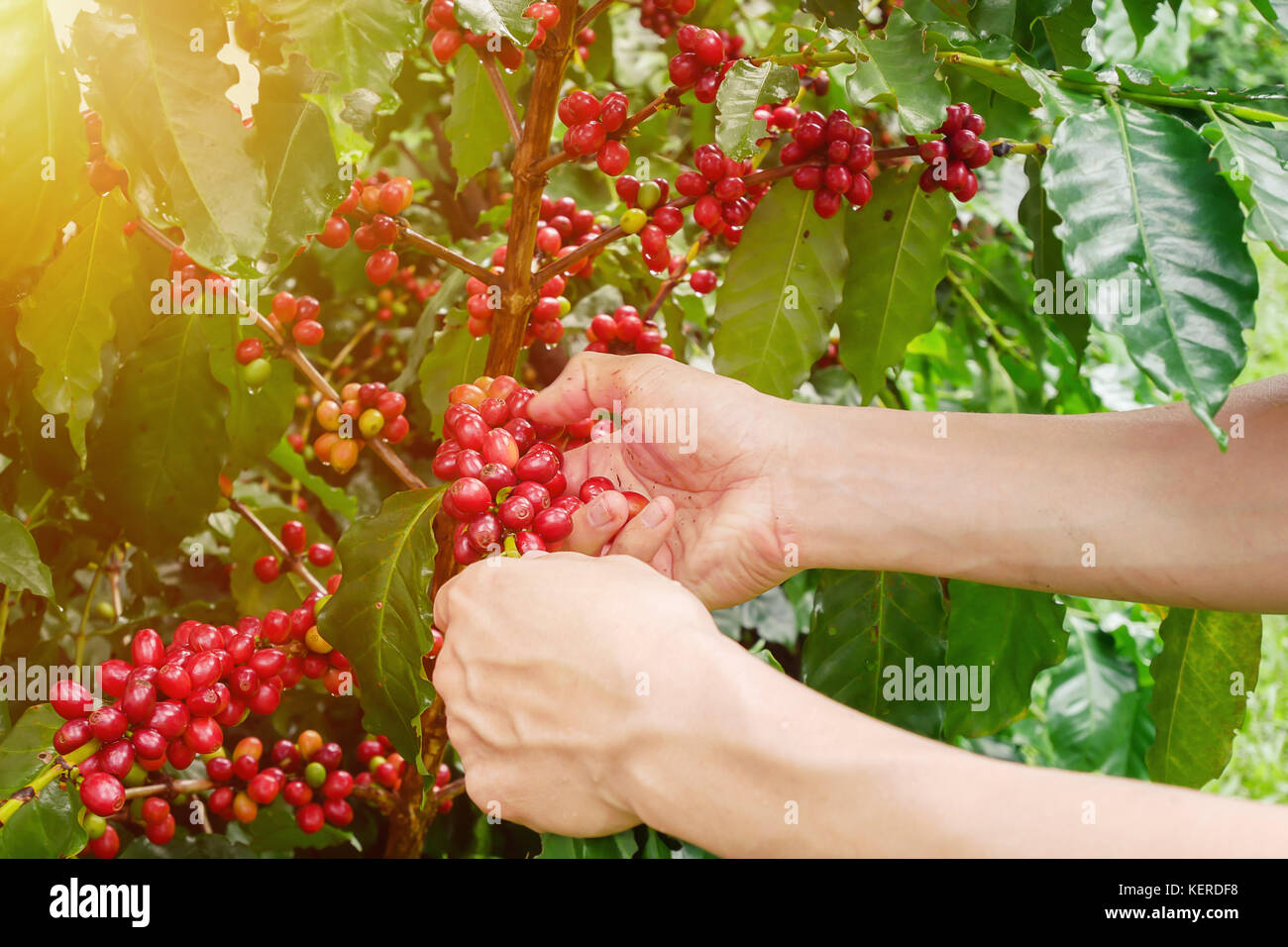 Cherry coffee beans hands harvesting ,arabica coffee berries harvesting Stock Photo